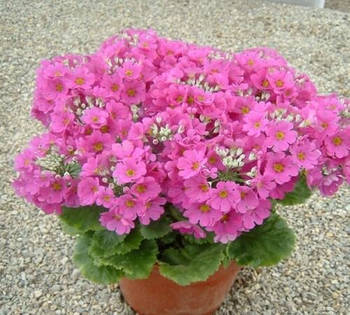 Semillas de flores de Prímula malacoide rosa – Orgánicas, reliquia, sin OMG, de alta germinación para sembrar en el jardín