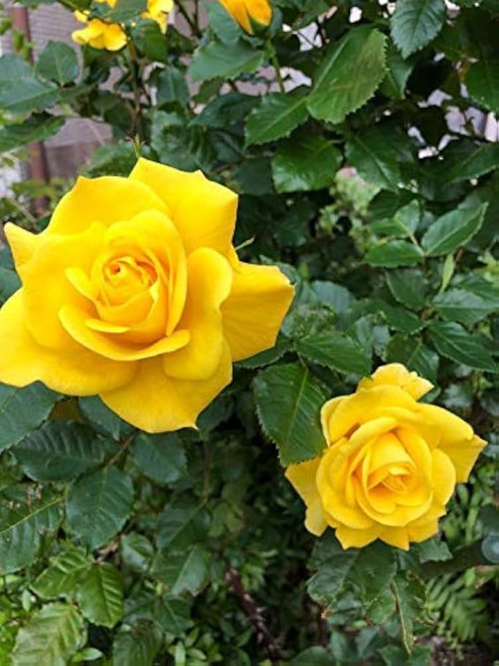 Yellow Rose Seeds for Planting