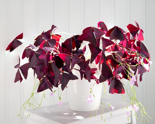 Oxalis Flower Seeds – Heirloom, Non-GMO, High Germination Organic Garden Seeds for Planting
