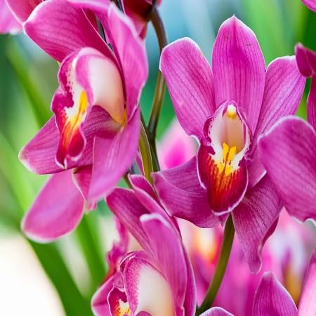 Orchid Flower Seeds – Heirloom, Non-GMO, High Germination Organic Garden Seeds for Planting