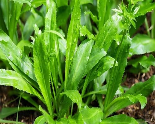 Green Culantro – Heirloom, Non-GMO, High Germination Organic Garden Seeds Planting