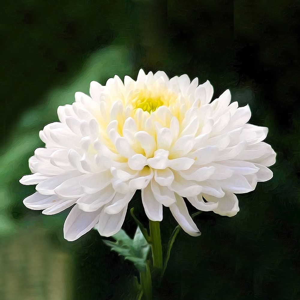 white camass flower seeds