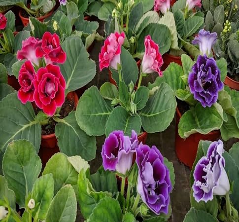 Gloxinia Flower Seeds – Heirloom, Non-GMO, High Germination Organic Garden Seeds for Planting