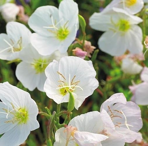 white oenothera flower seeds
