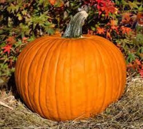 Orange Pumpkin Seeds – Heirloom, Non-GMO, High Germination Organic Garden Seeds Planting
