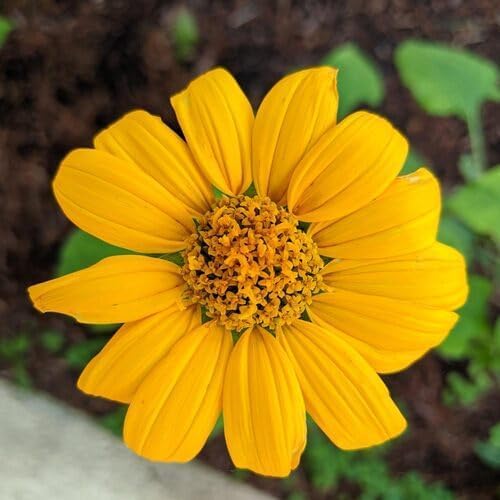 Yellow Tithonia Torch Flower Seeds Heirloom Non-GMO High Germination Organic Garden Seeds