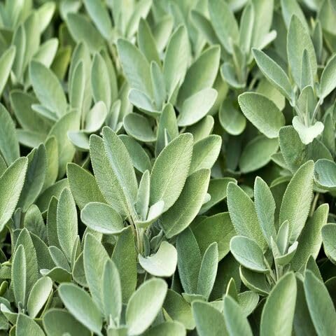 Salbeisamen Erbstück gentechnikfrei hohe Keimrate Bio-Gartensamen zum Pflanzen