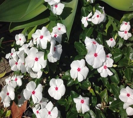 Vinca Flower Seeds White – Heirloom Non-GMO High Germination Organic Garden Seeds