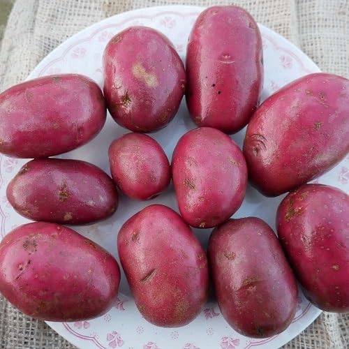 Potato Purple Seeds – Heirloom, Non-GMO, High Germination Organic Garden Seeds Planting