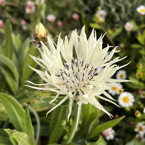 White Centaurea Flower Seeds for Planting – Heirloom Non-GMO High Germination Seeds