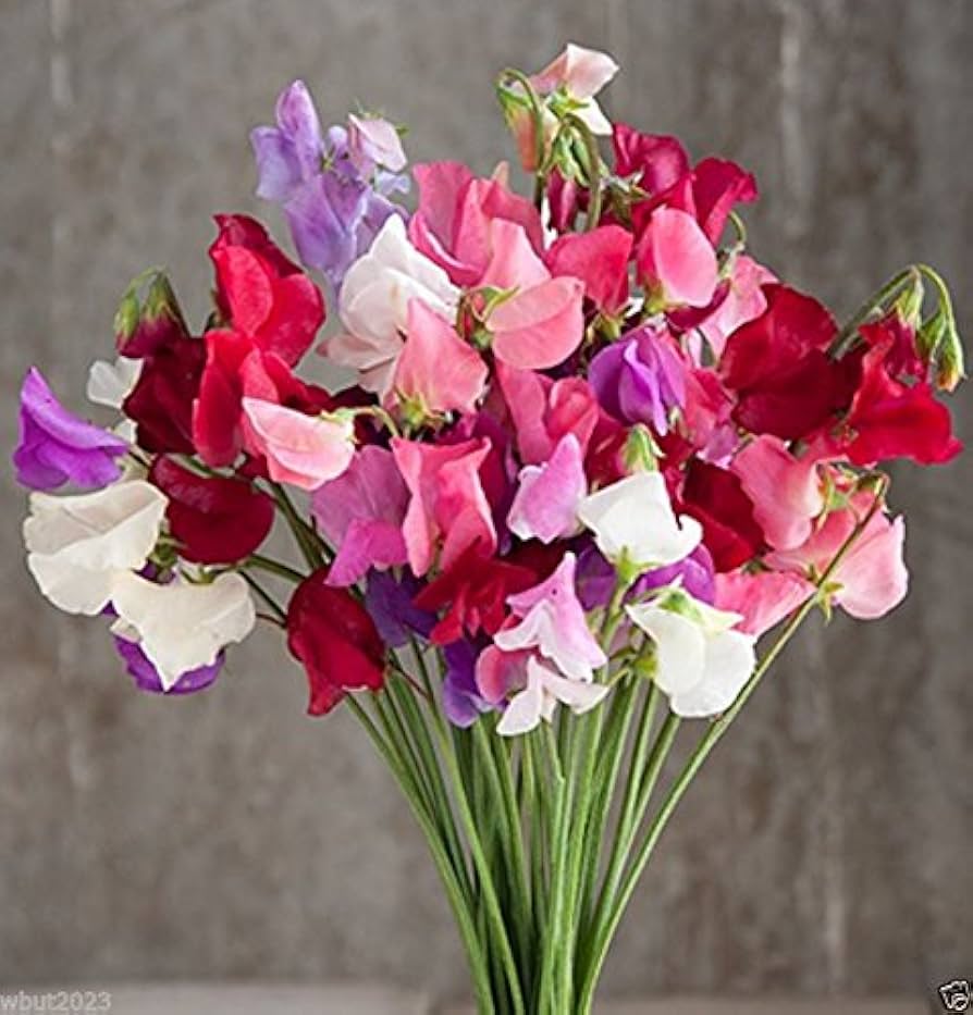 mammoth choice flower seeds