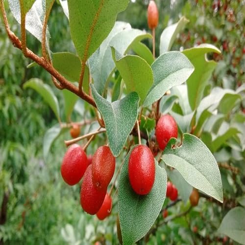 Goumi Berry Seeds – Heirloom, Non-GMO, High Germination Organic Garden Seeds