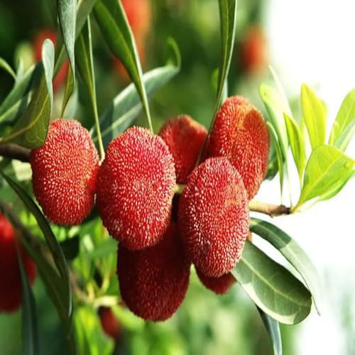 Bayberry Seeds Red – Heirloom, Non-GMO, High Germination Organic Garden Seeds