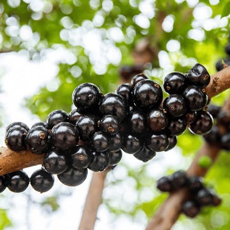 Jaboticaba Seeds – Heirloom, Non-GMO, High Germination Organic Garden Seeds