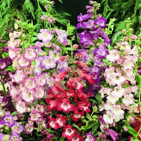 Penstemon Flower Seeds – Heirloom, Non-GMO, High Germination Organic Garden Seeds for Planting