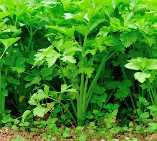 Green Celery Seeds – Heirloom, Non-GMO, High Germination Organic Garden Seeds Planting