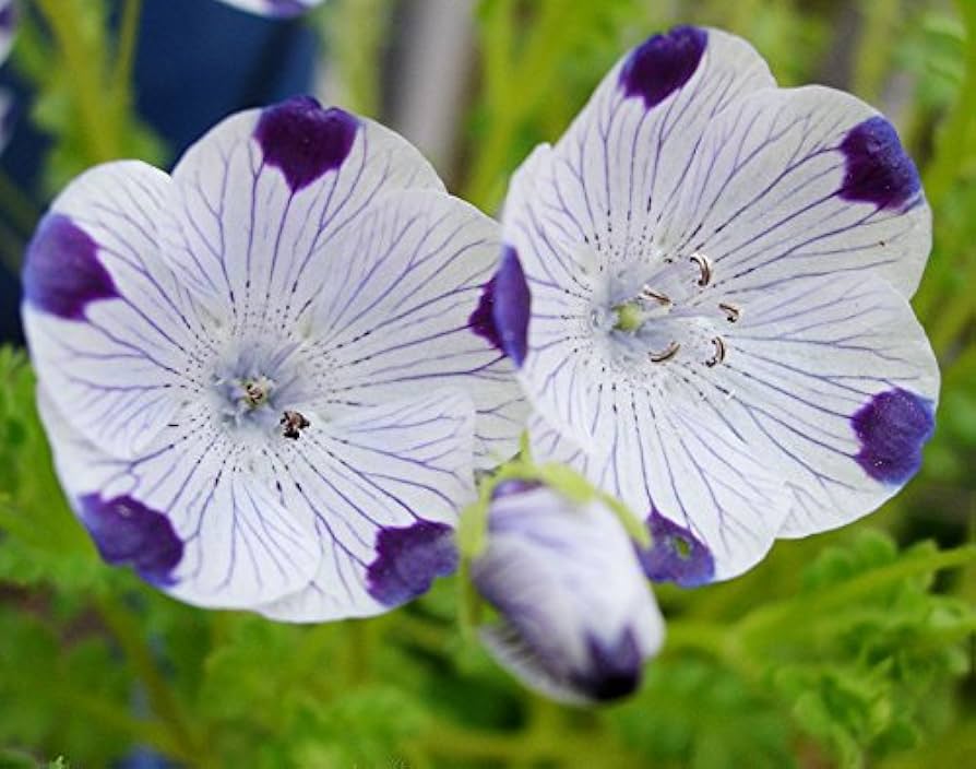 five spot flower seeds