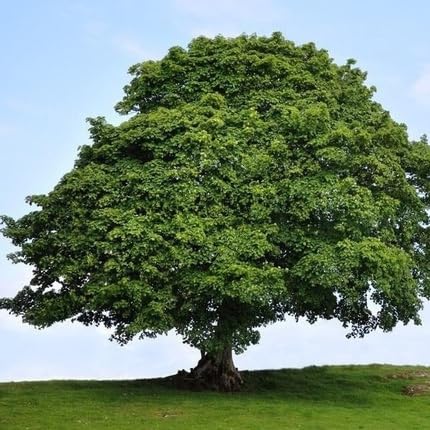 sycamore tree flower seeds