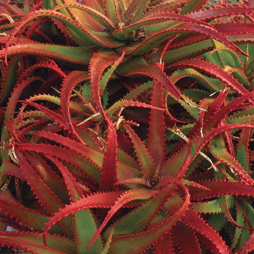 Rare Red Aloe Vera Seeds – Heirloom, Non-GMO, High Germination Garden Seeds