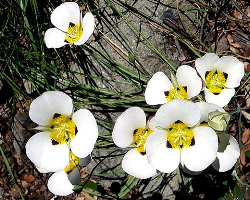 Calochortus Flower Seeds White – Heirloom, Non-GMO, High Germination Seeds for Planting