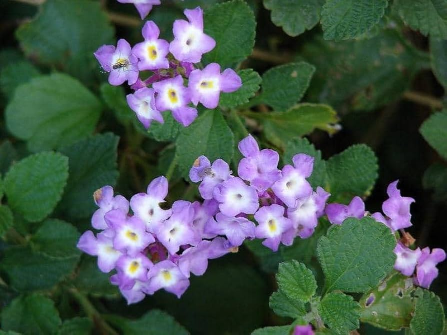 Purple Lantana Flower Seeds Heirloom Non-GMO High Germination Organic Garden Seeds for Planting