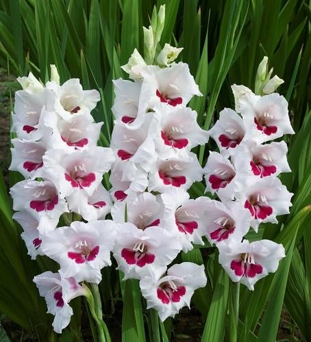 Gladiolus Flower Seeds – Heirloom, Non-GMO, High Germination Organic Garden Seeds for Planting