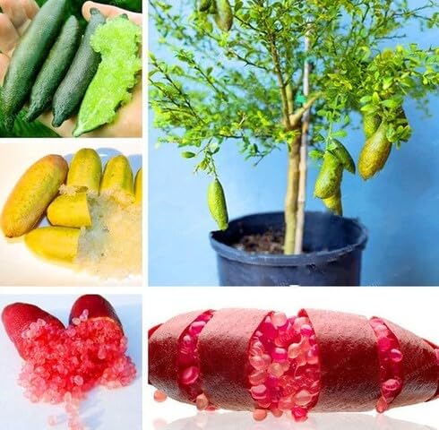 Mixed Finger Lime Seeds – Heirloom, Non-GMO, High Germination Organic Garden