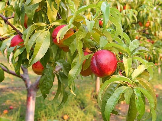 Red Nectarine Seeds – Heirloom, Non-GMO, High Germination Organic Garden Seeds