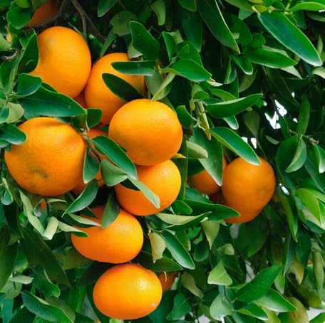 Orange Satsuma Mandarin Seeds for Planting – Heirloom Non-GMO High Germination Organic Garden Seeds