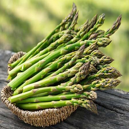 Semillas de Espárrago – Hereditario, No-GMO, Alta Germinación, Semillas Orgánicas para Jardín