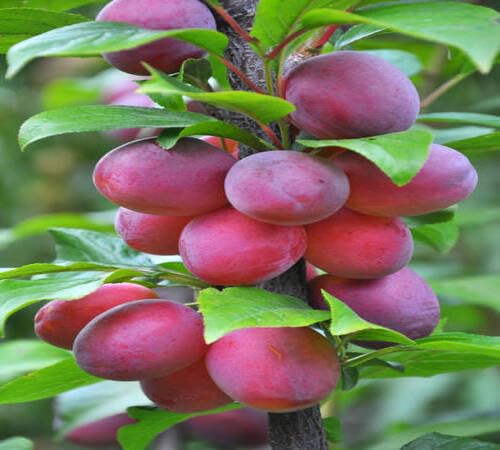 Plum Seeds Red – Heirloom, Non-GMO, High Germination Organic Garden Seeds