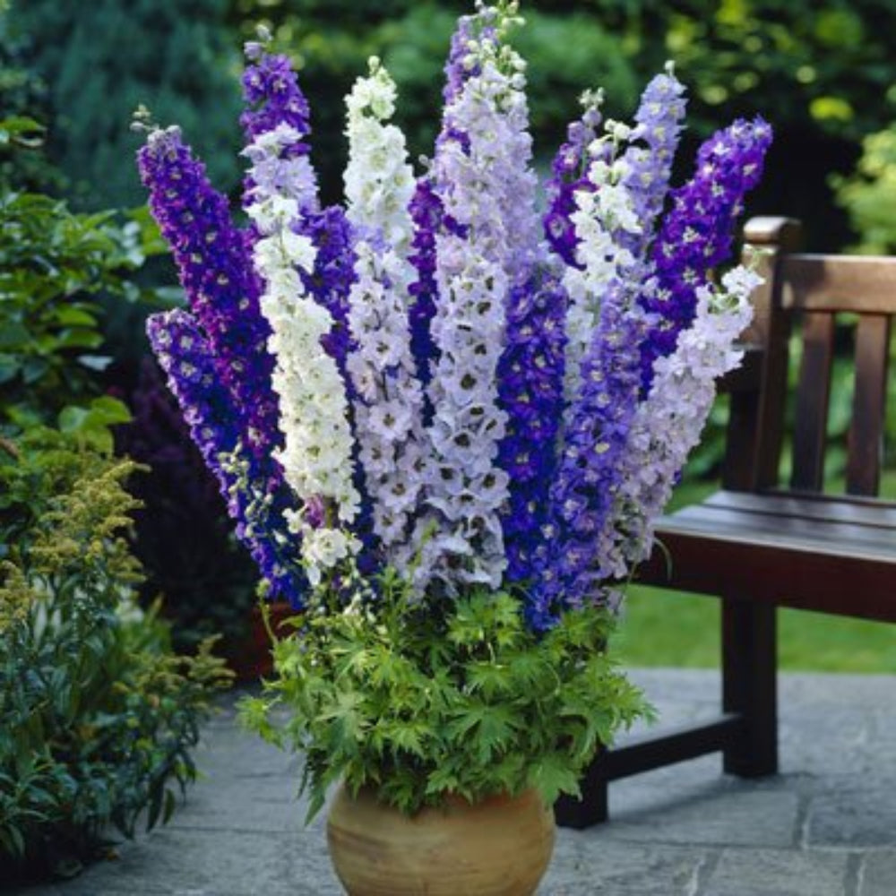 blue delphinium flower seeds