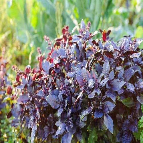 Schwarze Basilikum-Pflanzensamen, alte Sorte, gentechnikfrei, hohe Keimrate, Bio-Gartensamen zum Pflanzen