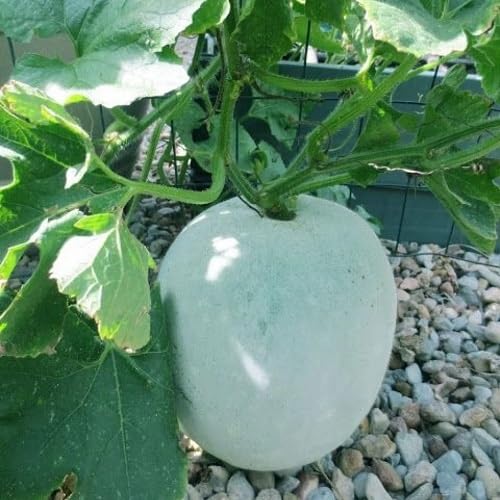 Ash Gourd Palegreen Seeds – Heirloom, Non-GMO, High Germination Organic Garden Seeds Planting