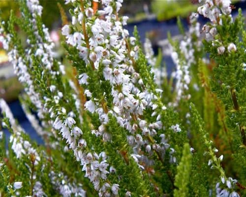 Weiße Heidekraut-Samen – Alte Sorte, gentechnikfrei, hohe Keimfähigkeit, Bio-Gartensamen zum Pflanzen