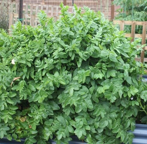 green skirret flower seeds