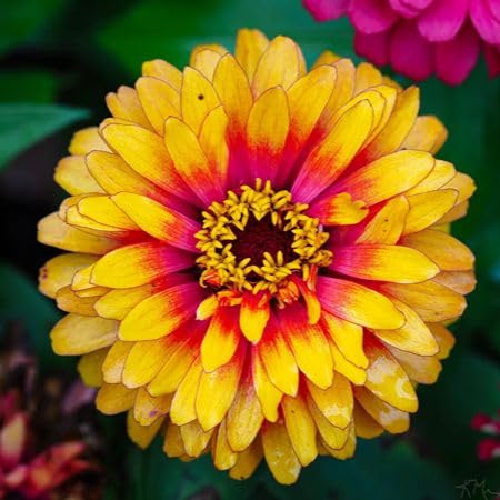 Yellow Zinnia Flower Seeds – Heirloom Non-GMO High Germination Organic Garden Seeds