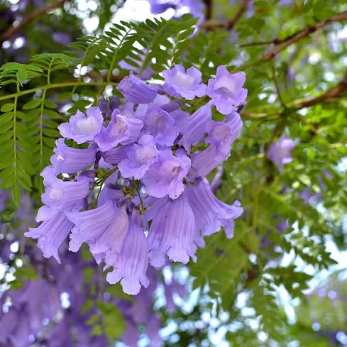 Jacaranda Flower Seeds – Heirloom, Non-GMO, High Germination Organic Garden Seeds for Planting