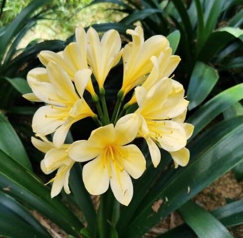 Yellow Clivia Flower Seeds – Heirloom, Non-GMO, High Germination Organic Garden Seeds