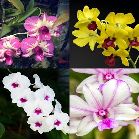 Nicotiana Flower Seeds Mixed – Heirloom, Non-GMO, High Germination Organic Garden Seeds for Planting