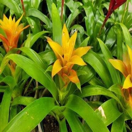 yellow bromeliad flower seeds
