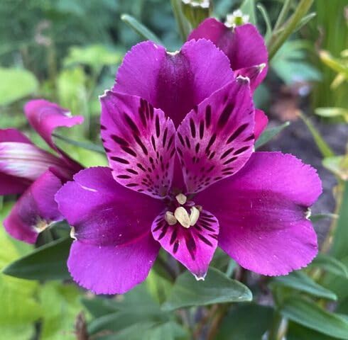 Purple Alstroemeria Flower Seeds – Heirloom, Non-GMO, High Germination Organic Garden Seeds for Planting