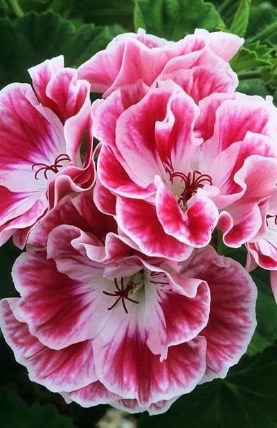 Violet Double Geranium Flower Seeds – Heirloom, Non-GMO, High Germination Organic Garden Seeds for Planting