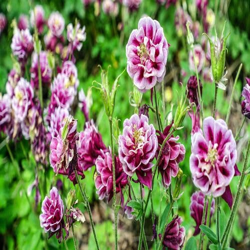 Pink Double Aquilegia Flower Seeds – Heirloom, Non-GMO, High Germination Organic Garden Seeds for Planting