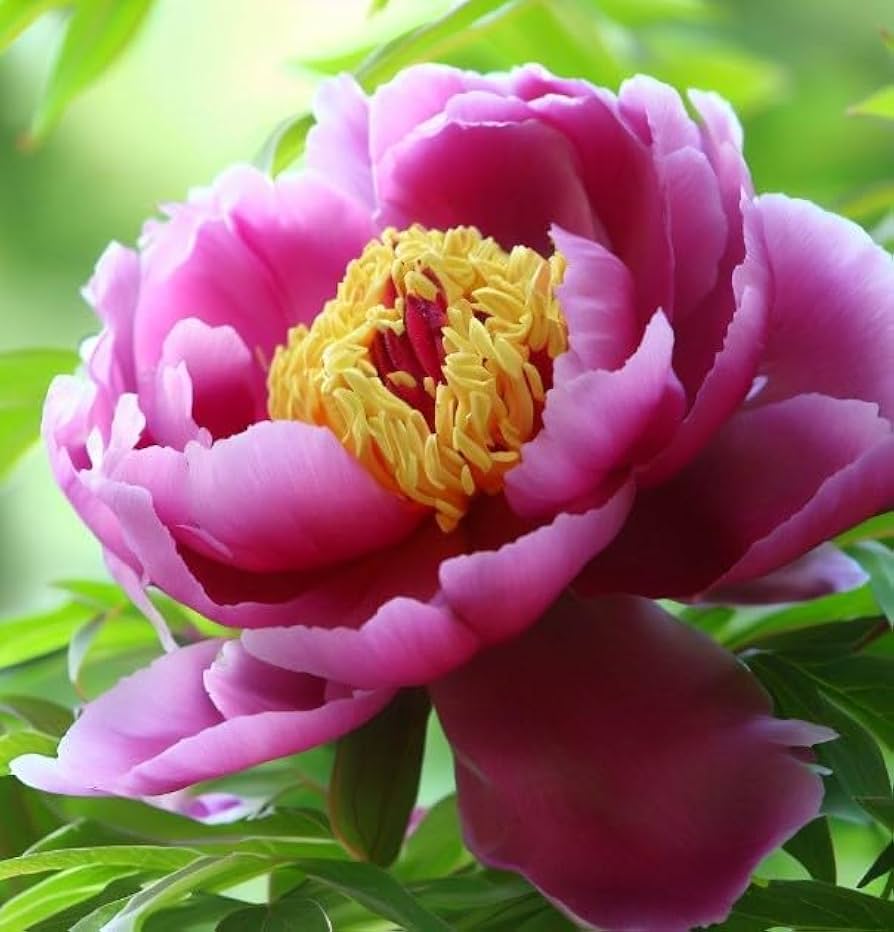 peony paeonia flower seeds