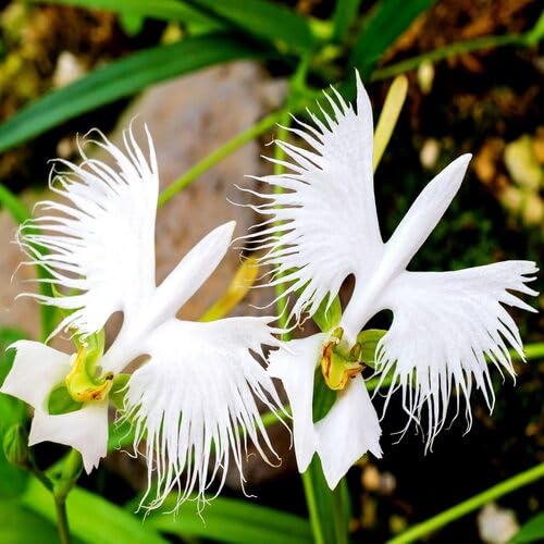 Semillas de flor de orquídea garceta blanca, reliquia, sin OMG, semillas de alta germinación
