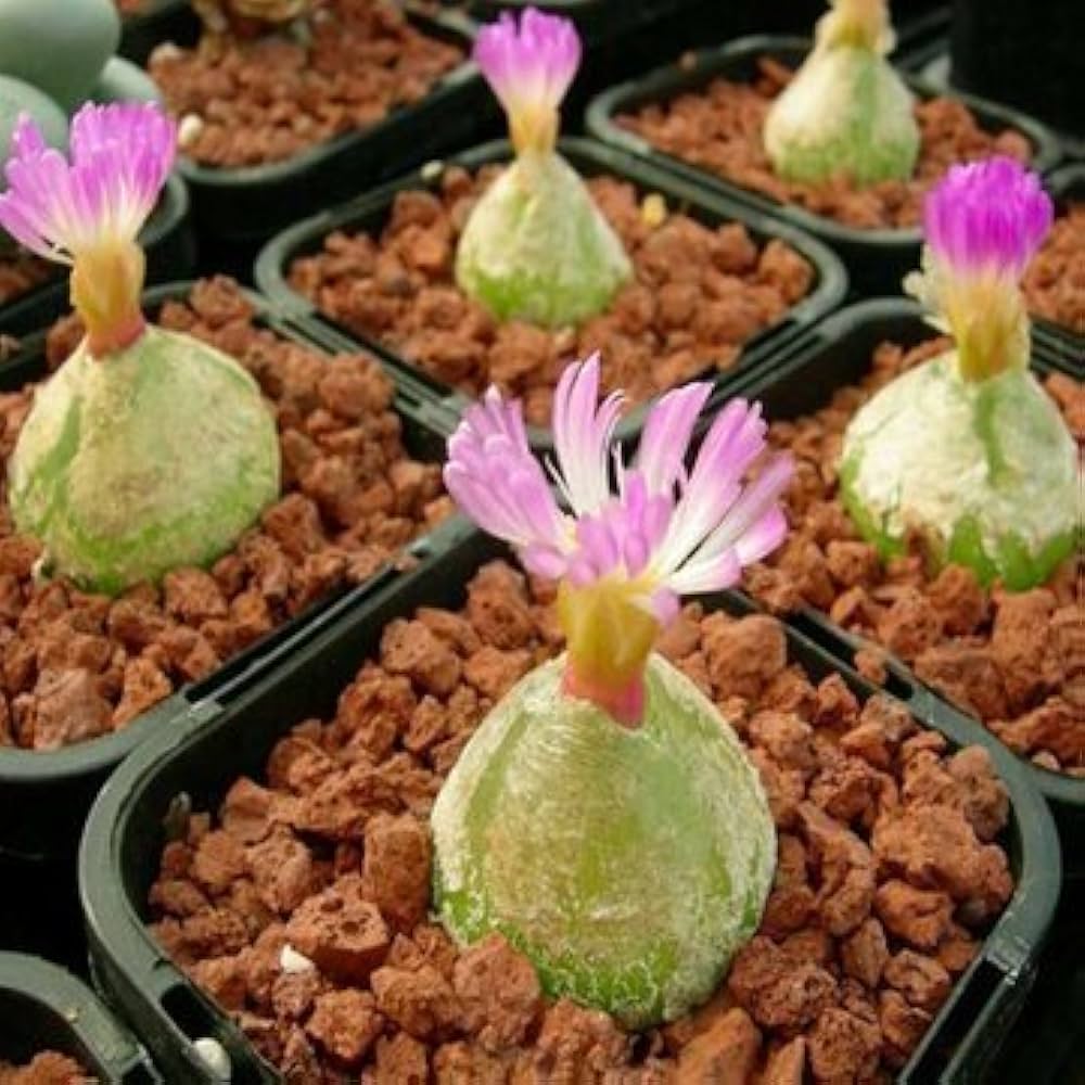 Pink Conophytum herb seeds
