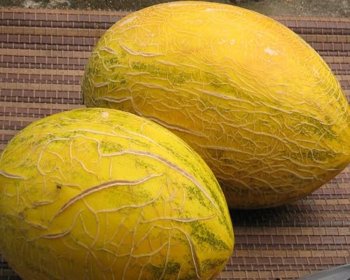 Hami Melon Seeds Yellow – Heirloom, Non-GMO, High Germination Organic Garden Seeds