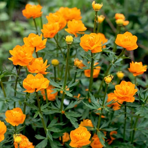 Trollius Flower Seeds – Heirloom, Non-GMO, High Germination Organic Garden Seeds for Planting