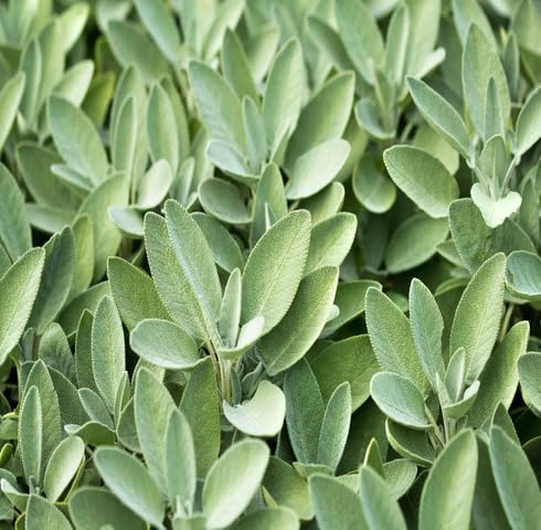 Green Sage Plant Seeds Heirloom Non-GMO High Germination Organic Garden Seeds for Planting